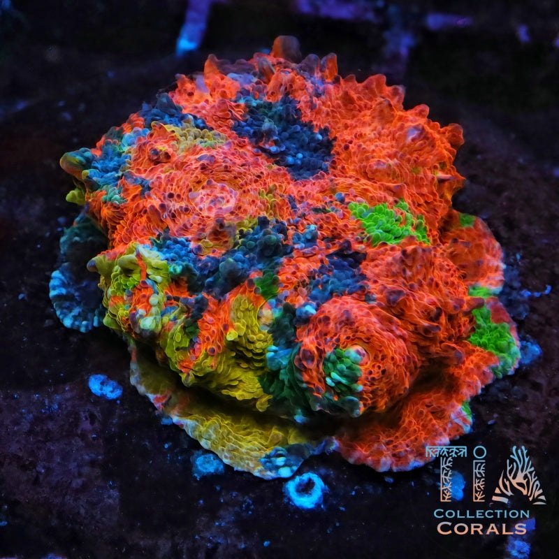 TIA Kaleido Meltdown rainbow chalice coral under blue reef light through an orange filter