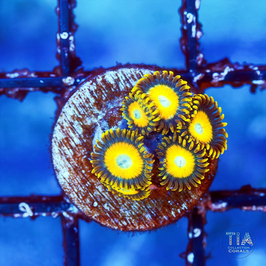 Scrambled Eggs Zoanthids