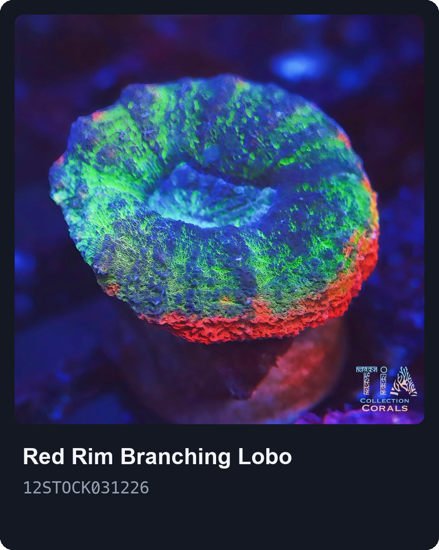 Rainbow Lobo