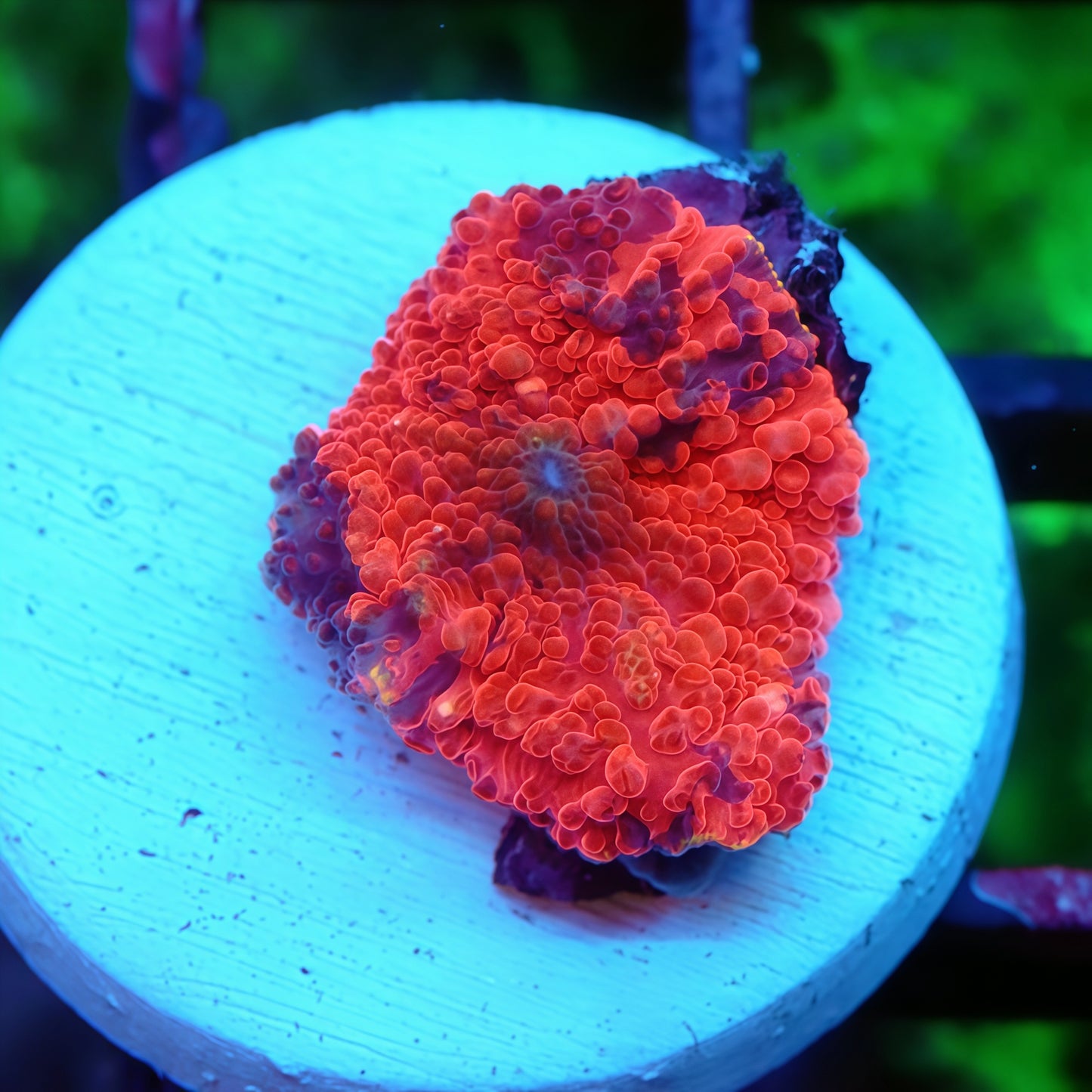 Gold Rim Dead Pool Mushroom