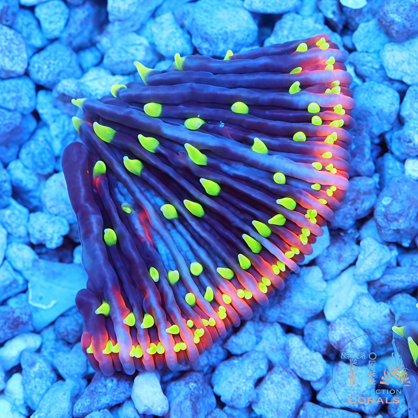 TIA Insane Plate Gen II—Morgana