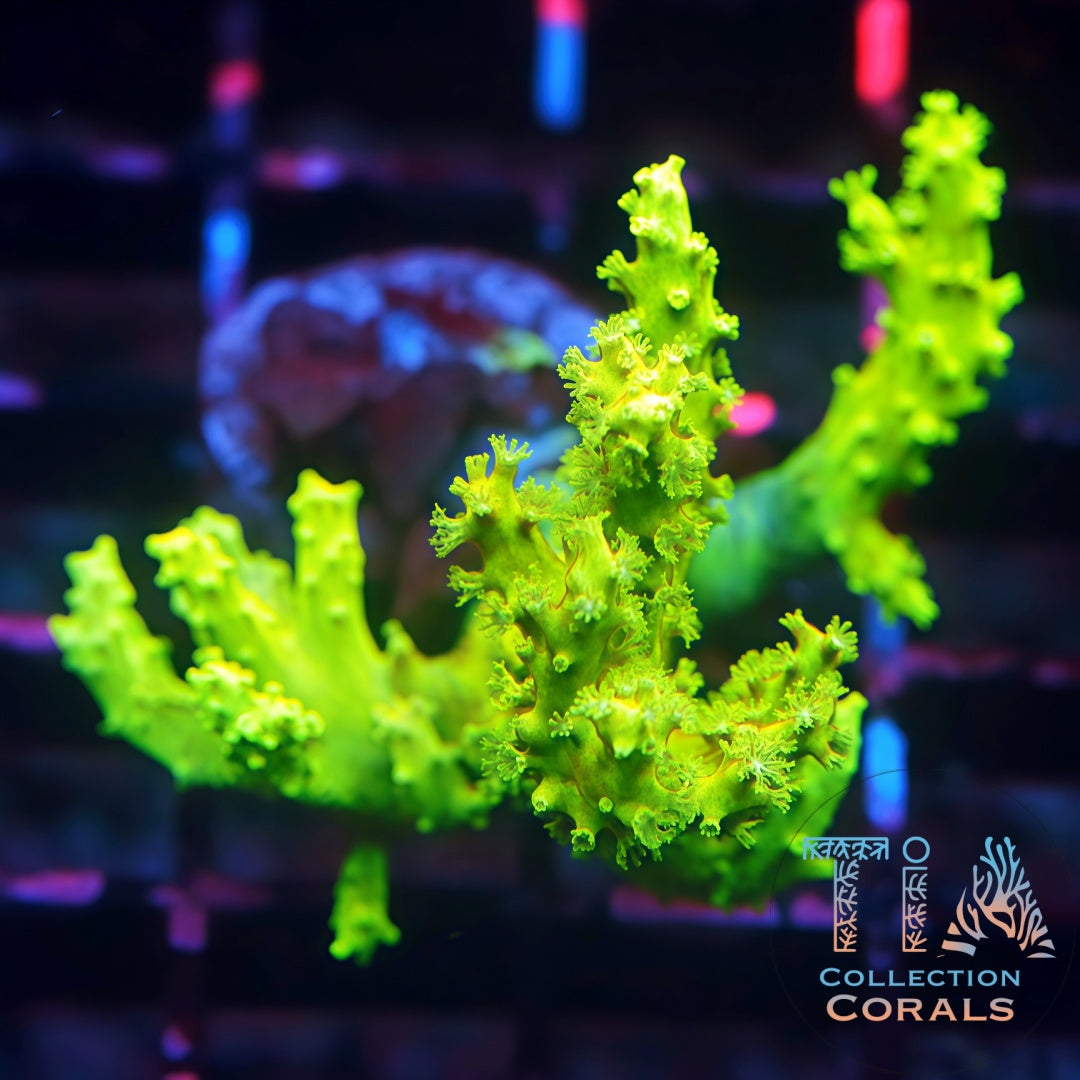 Super Neon Nephthea (not your regular green one!)