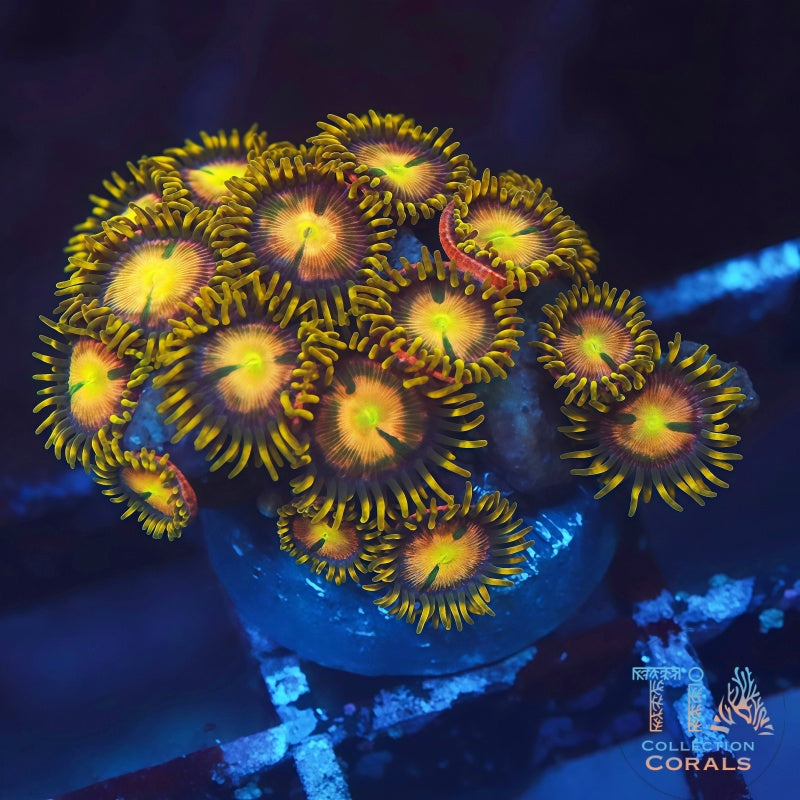 TSA Hydra Lady Dragon Zoanthids - Live Softies Coral for Sale | TIA Coral