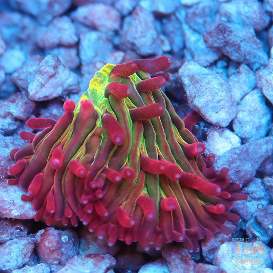 TCK Shaggy Hellfire Plate