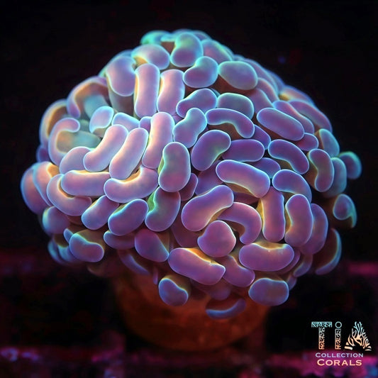 Blue Hologram Hammer