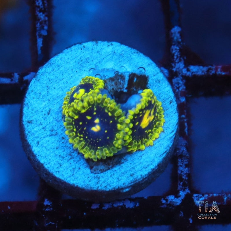 Zoanthids hiperjubileo