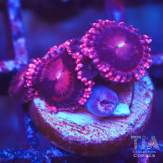 Alien Explosion Zoanthids