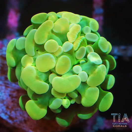 Avocado Jelly Hammer