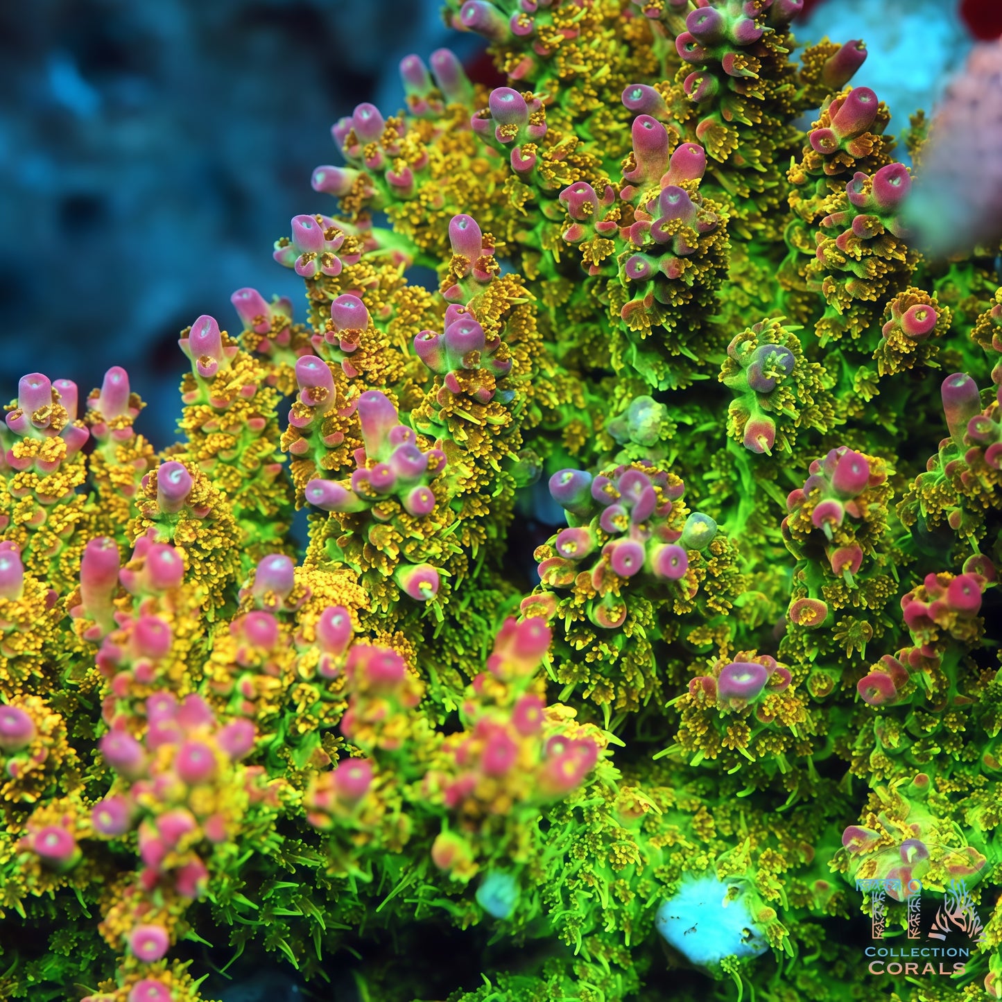 Tropcial Fairy Acropora