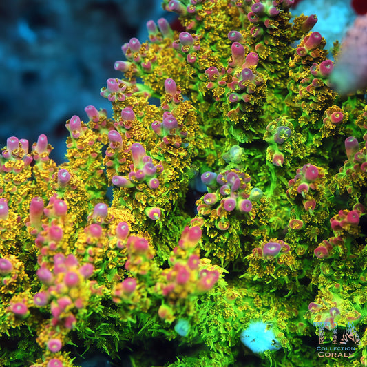 Tropcial Fairy Acropora