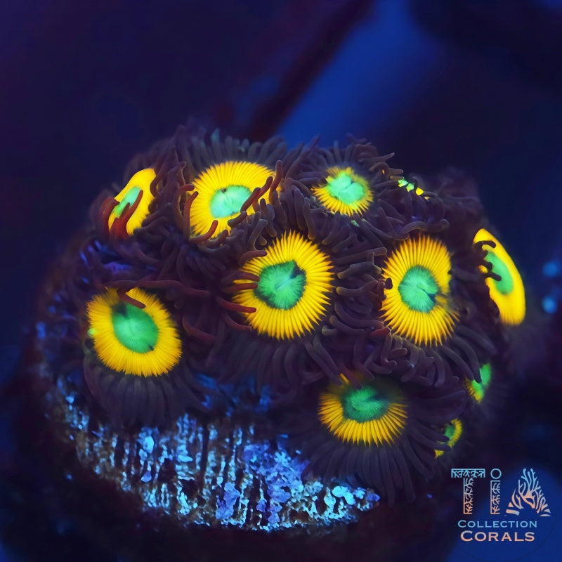 WWC Yellow Submarine Zoanthids - Live Softies Coral for Sale | TIA Coral