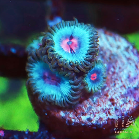 Blue Kiss Zoanthids