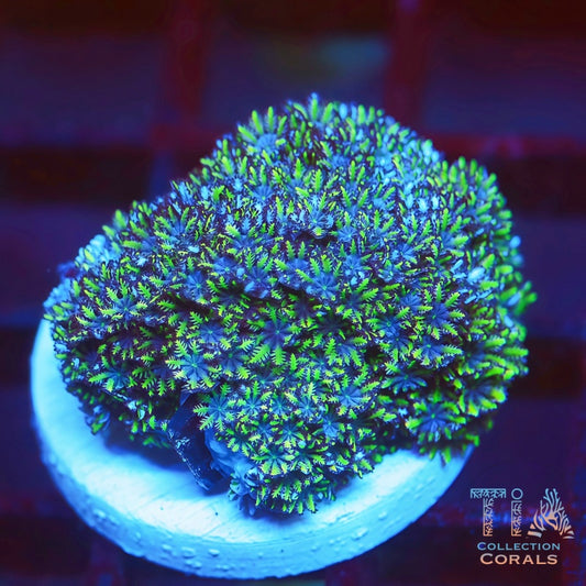 Blue Sympodium Coral