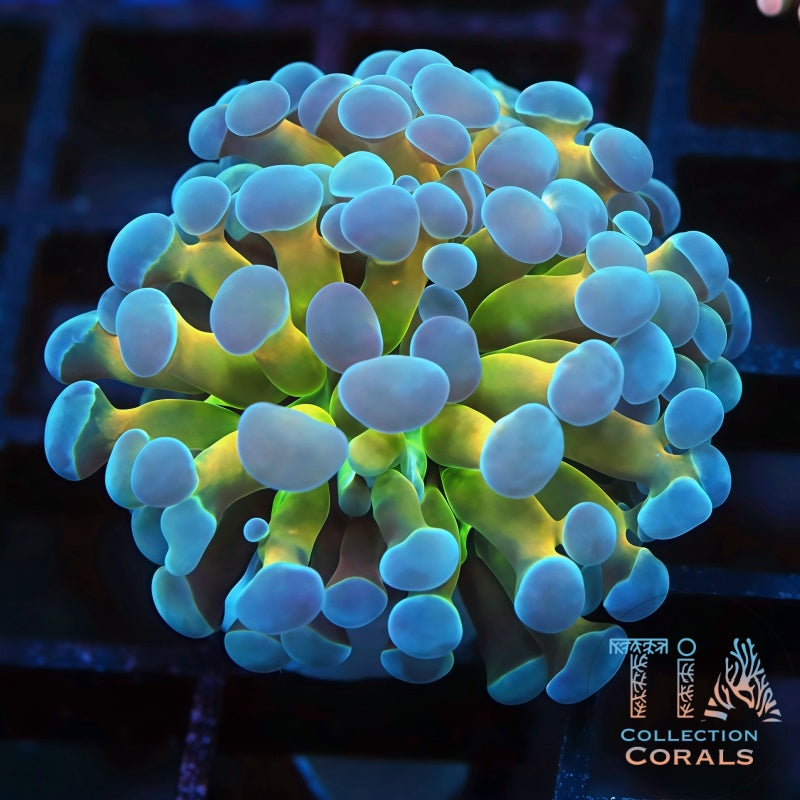 Blue Tips Holy Grail Frammer