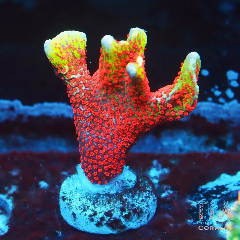 Fragmento de Anacropora vara de oro