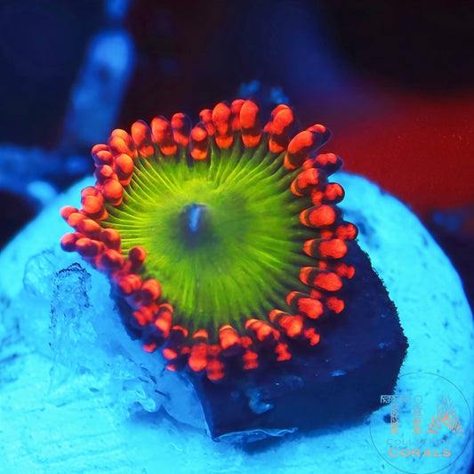 JF 血射 Zoanthias