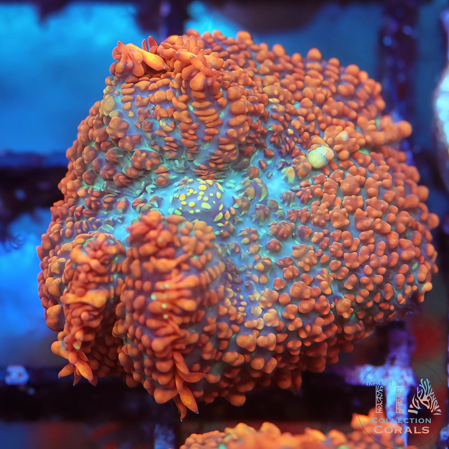 Charizard Rhodactis Mushroom