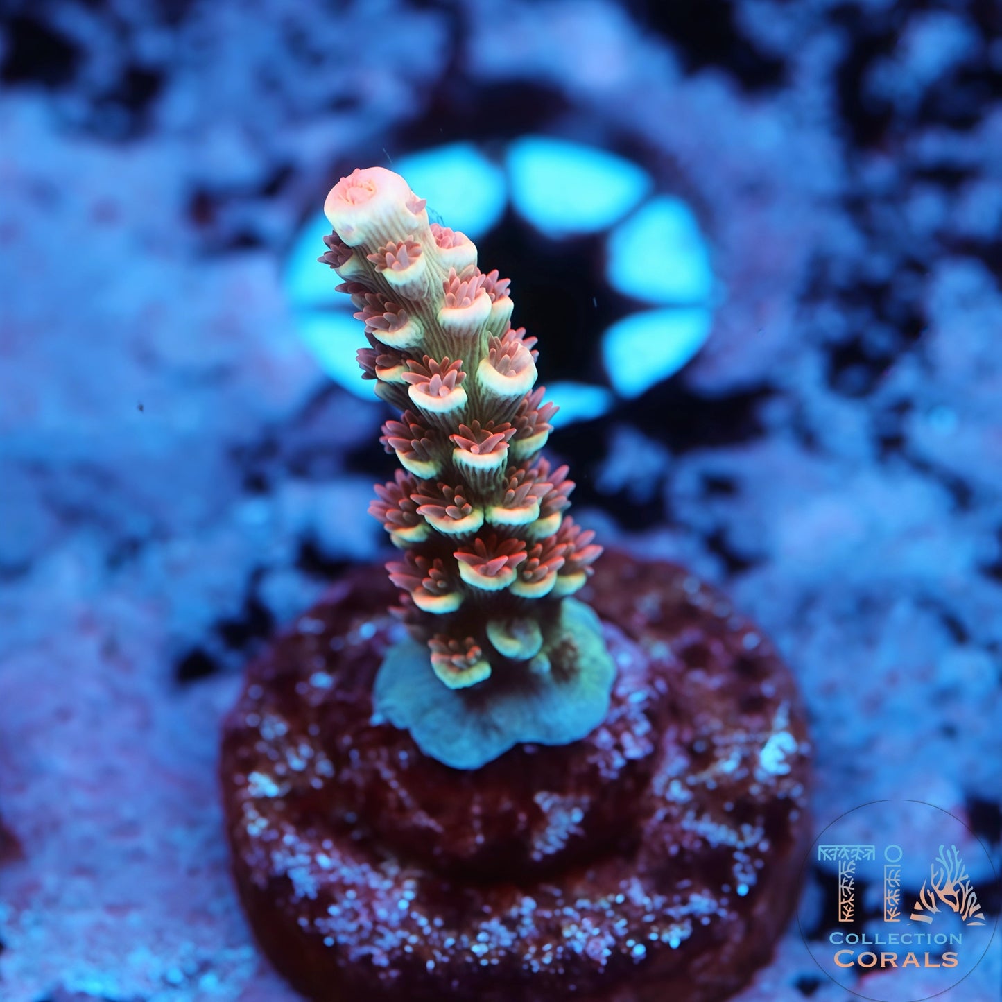 Cherry Bomb Acropora