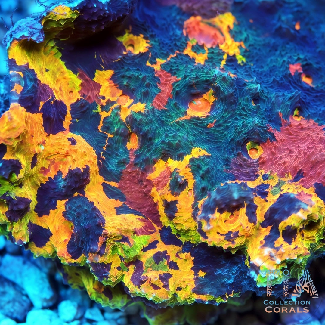 TIA Signature Chromatic Abyss Rainbow Chalice