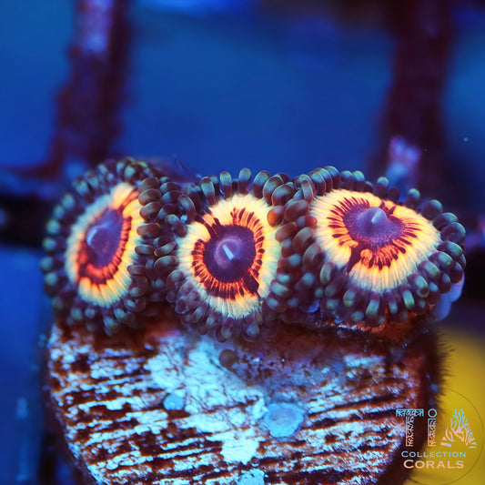 Vampire IN Drag Zoanthids