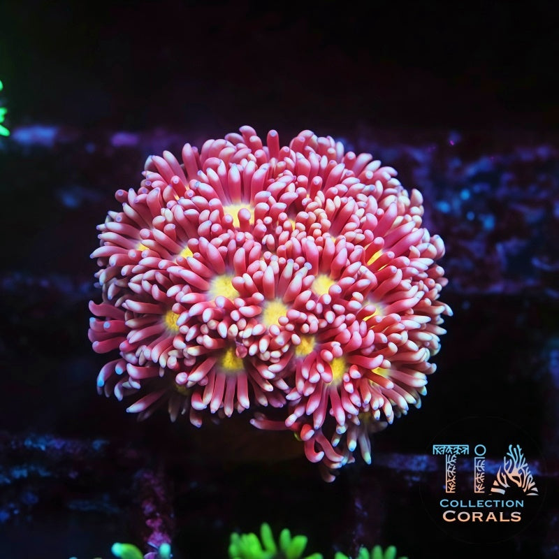 Cotton Rose Goniopora