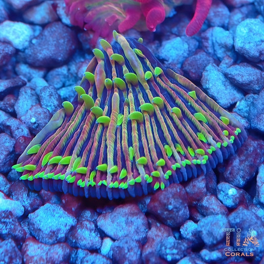 Electric Fringe Diaseris Plate