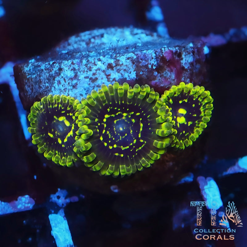 Exosphere Zoanthids
