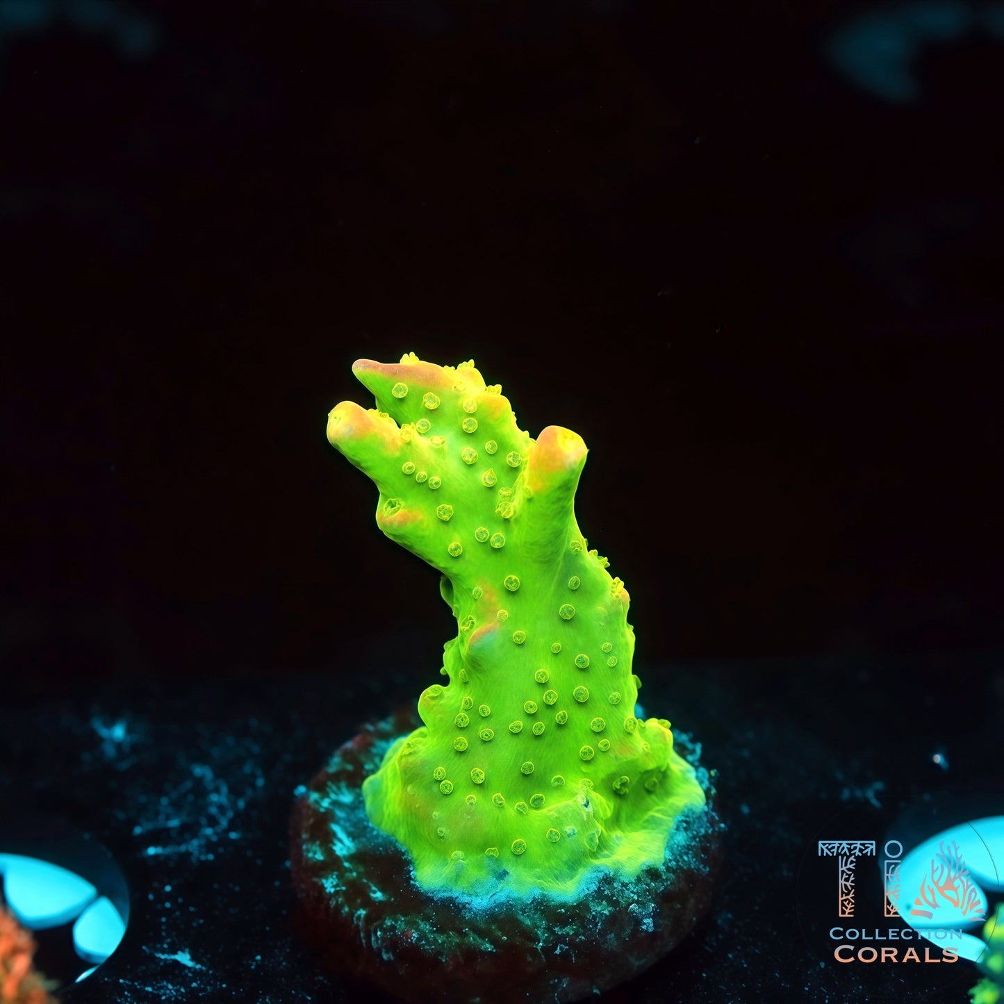 Inferno Firefly (Buy 1 Get 1 Free!)