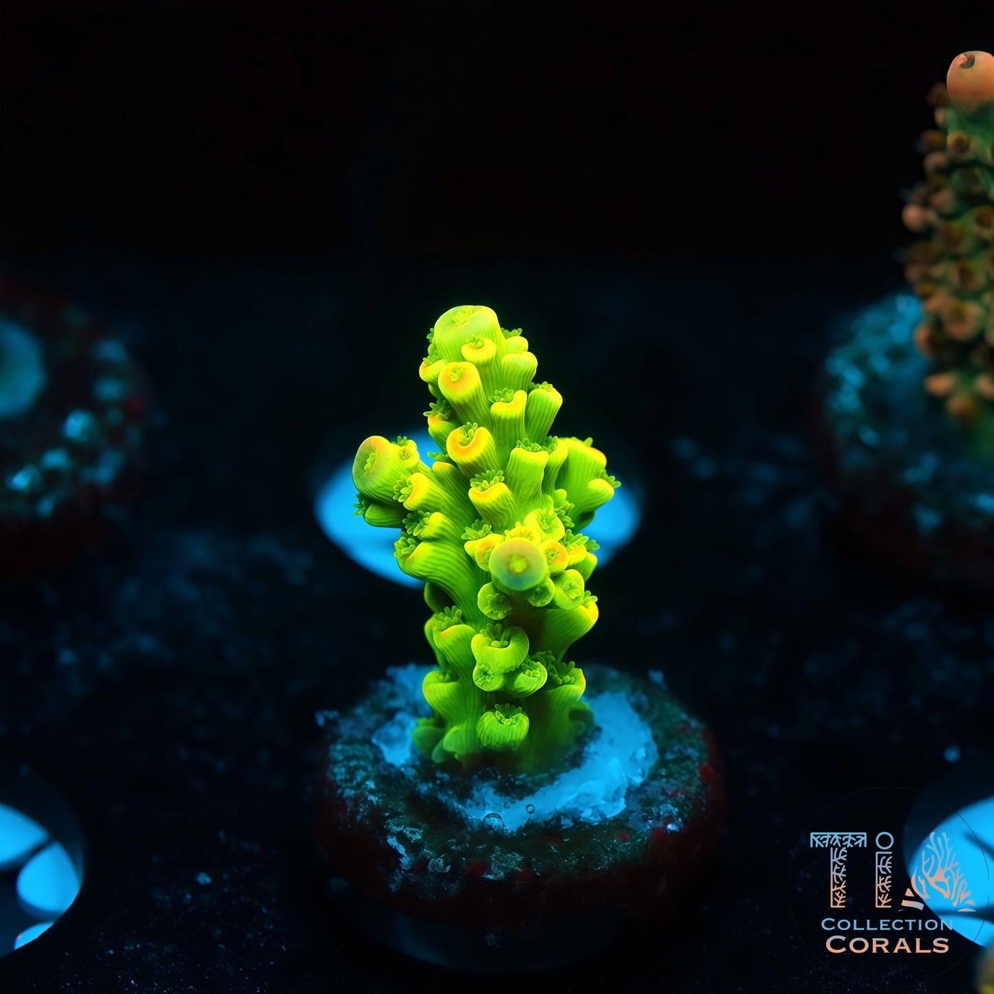 Neon Bloom (Buy 1 Get 1 Free!)