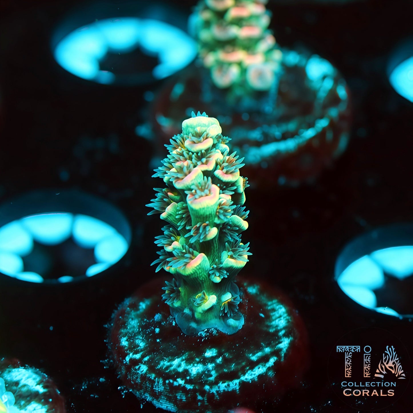 TIA Peacock Core 2 (Buy 1 Get 1 Free!)