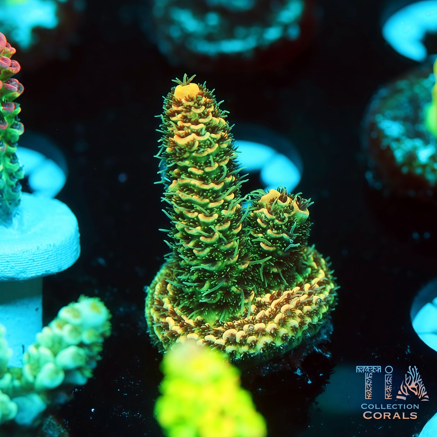 TIA Stellar Flare 3 (Buy 1 Get 1 Free!)