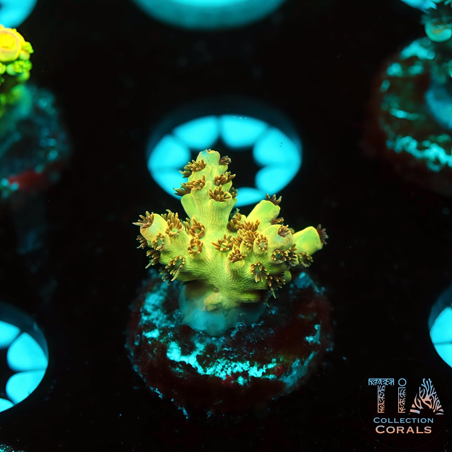 TIA Sunfire Nectar 1 (Buy 1 Get 1 Free!)