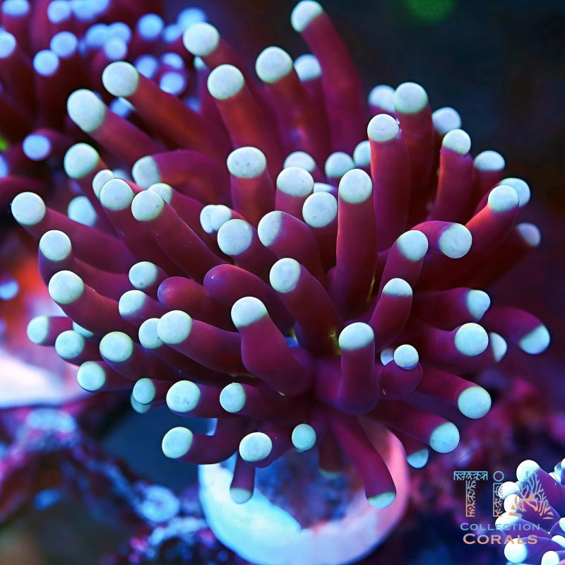 Fathead Green Mouth Gold Torch