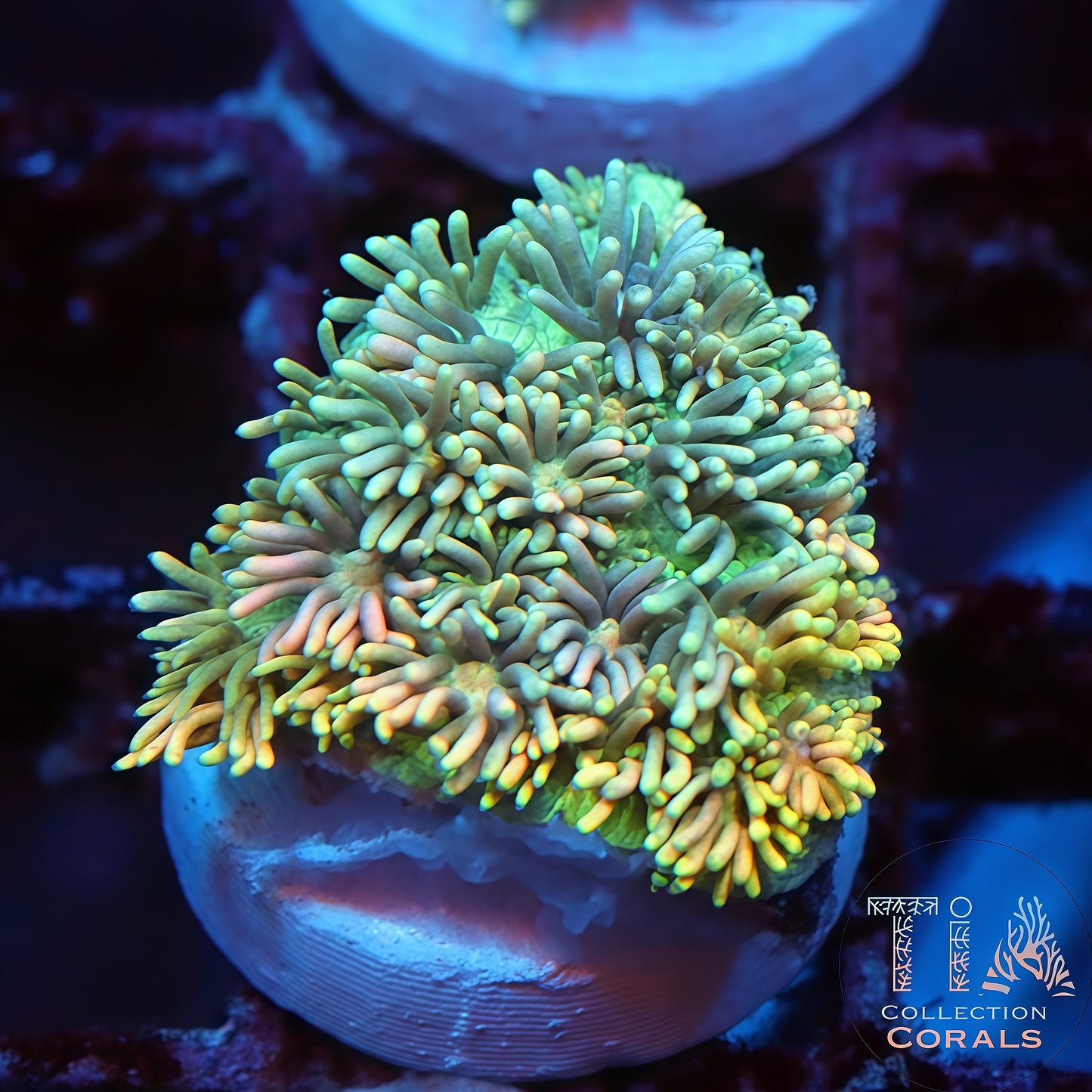 Fruit Loops Rainbow Grafted Goniopora