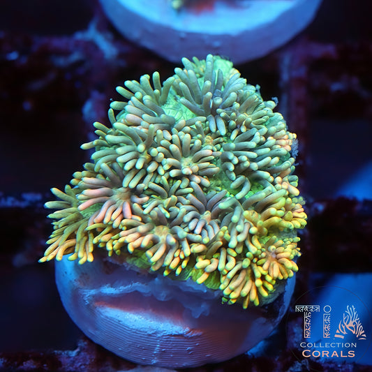 Fruit Loops Rainbow Grafted Goniopora