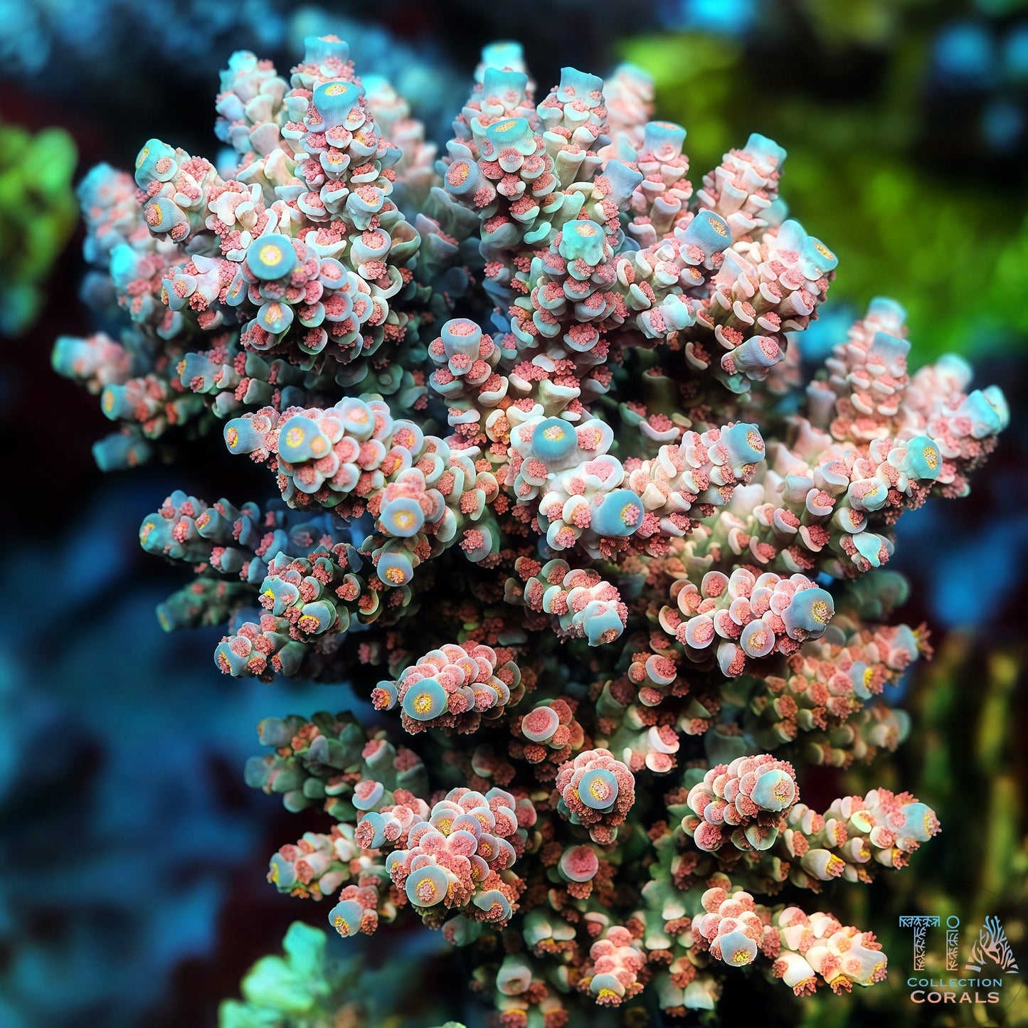 Rosefire Acropora (cut to order)