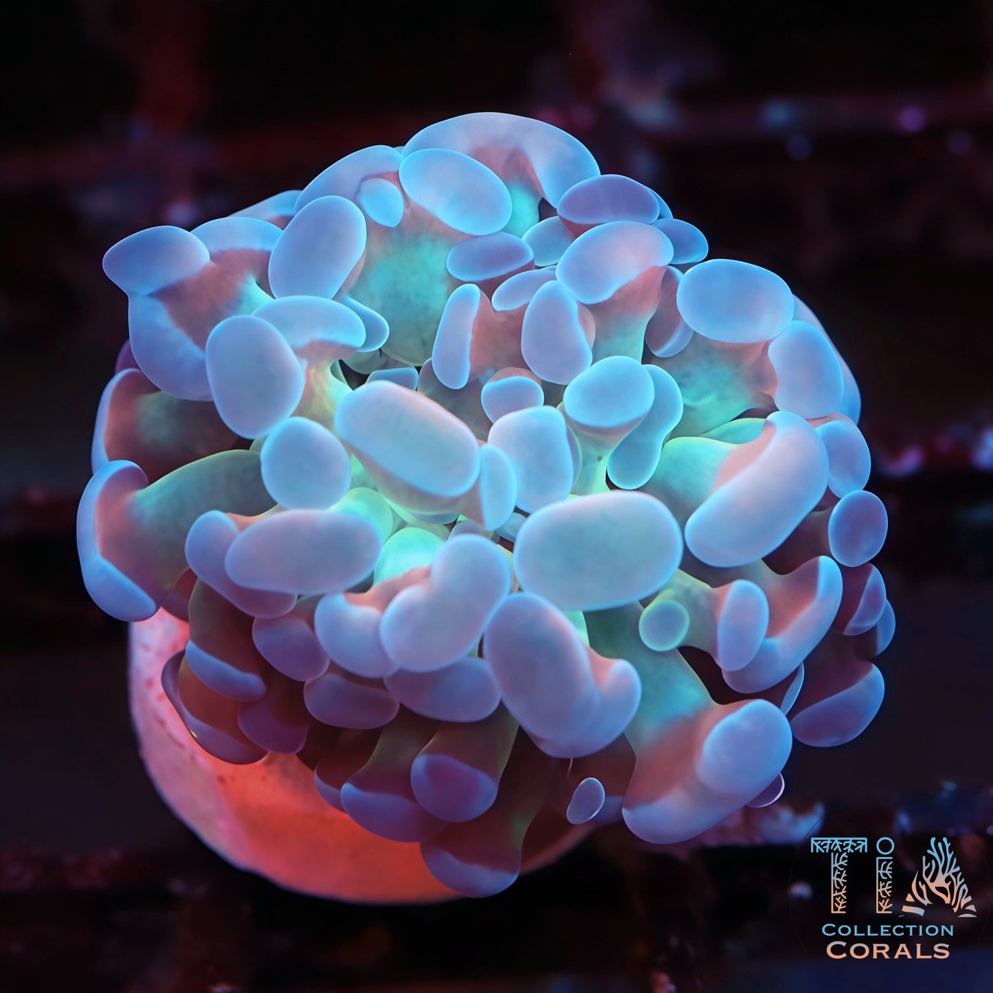 Gold and Pink Hammer