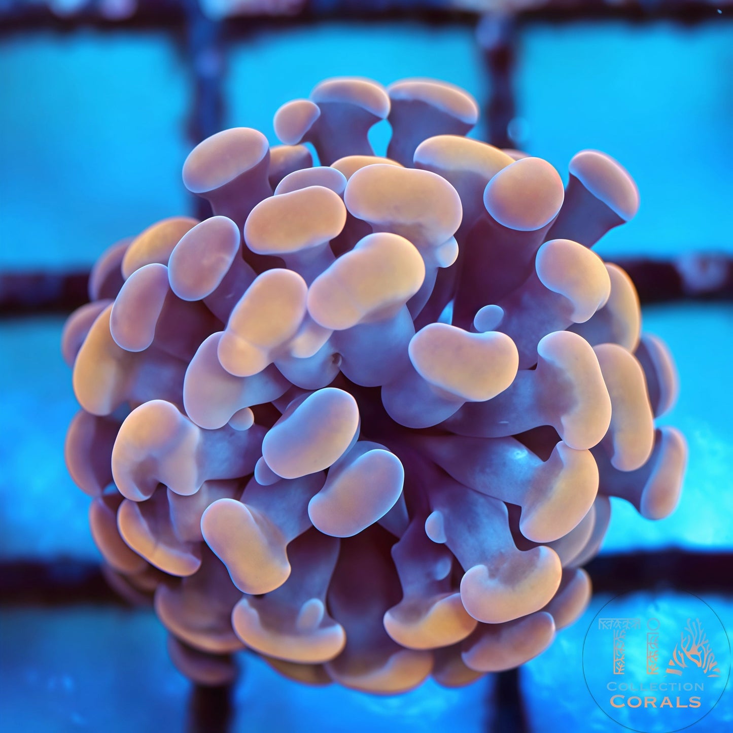 Gold and Purple Hammer