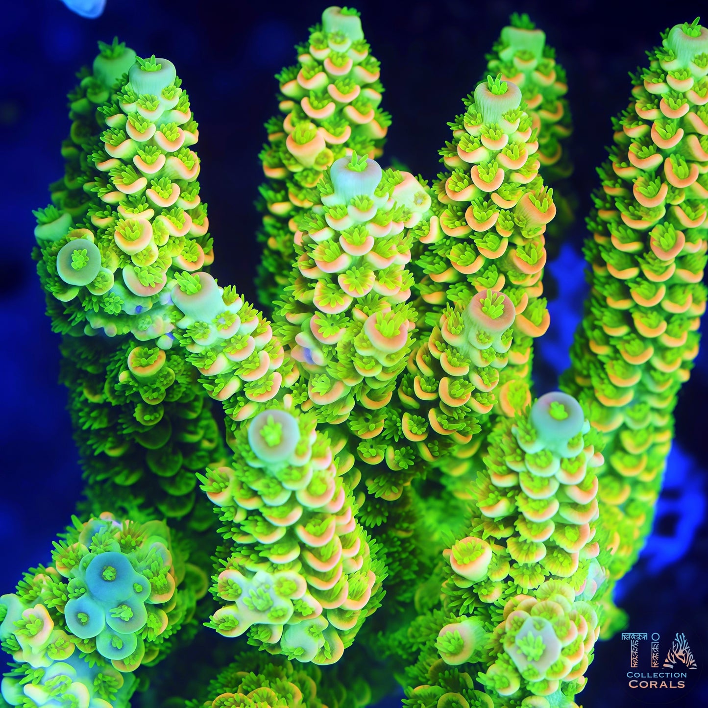 Golden Dynasty Acropora (cut to order)