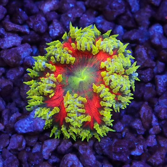 Ultra Rock Flower Anemones