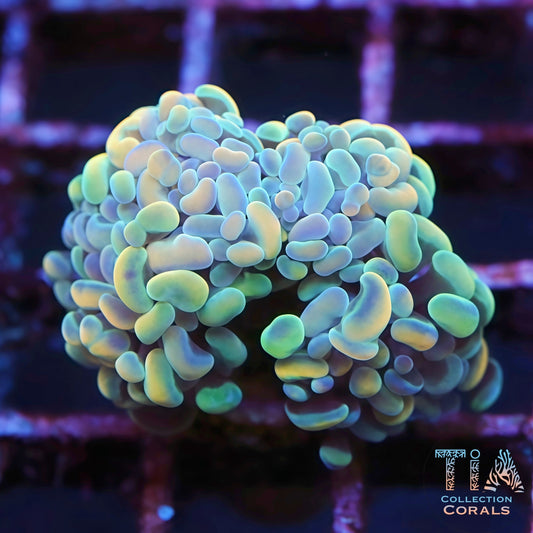 Grade A Hologram Hammer (Multi Heads)