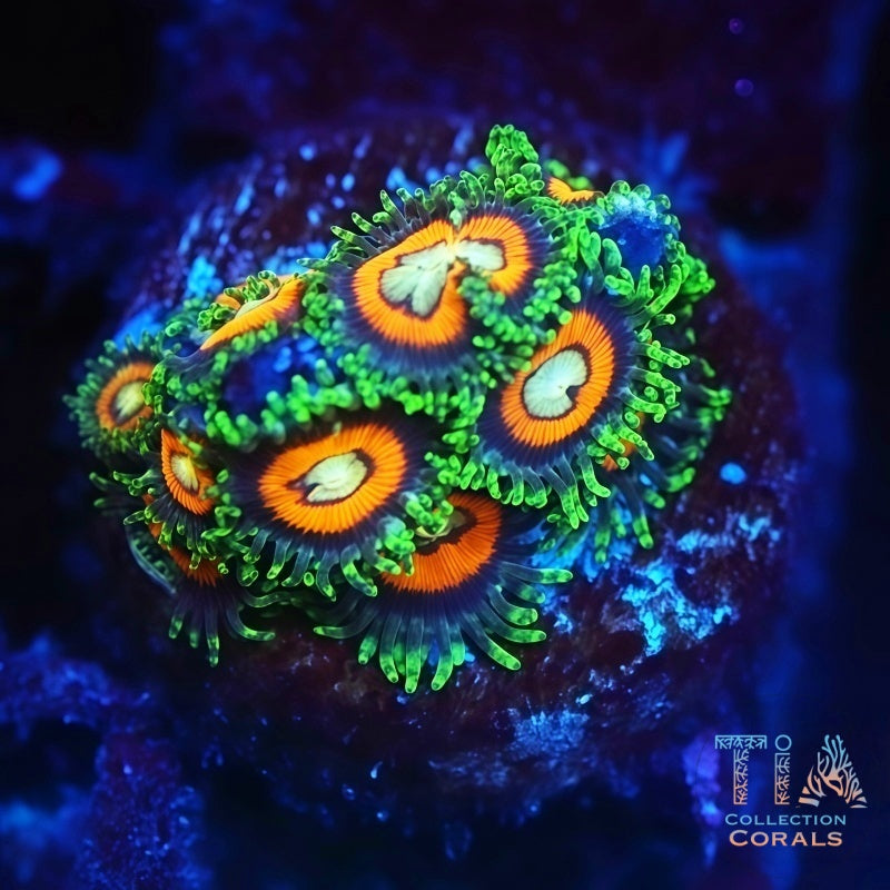 Green Hornet Zoanthids
