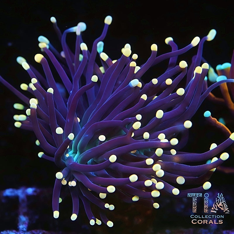 Green Mouth Rasta Torch