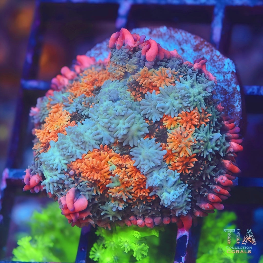 One of Kind Rainbow Frankenstein Mushroom