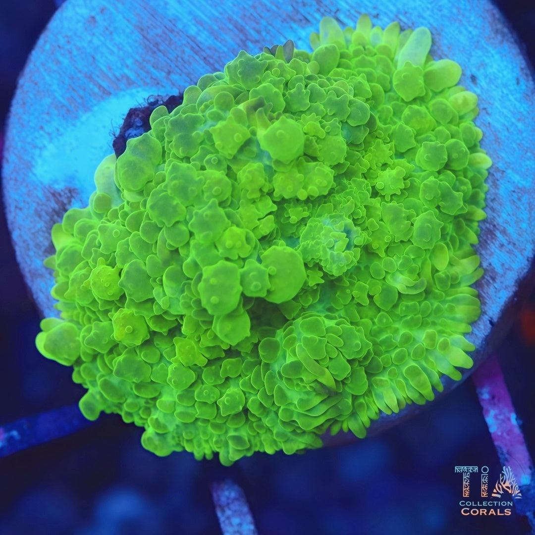 Neon Green Bounce Mushroom