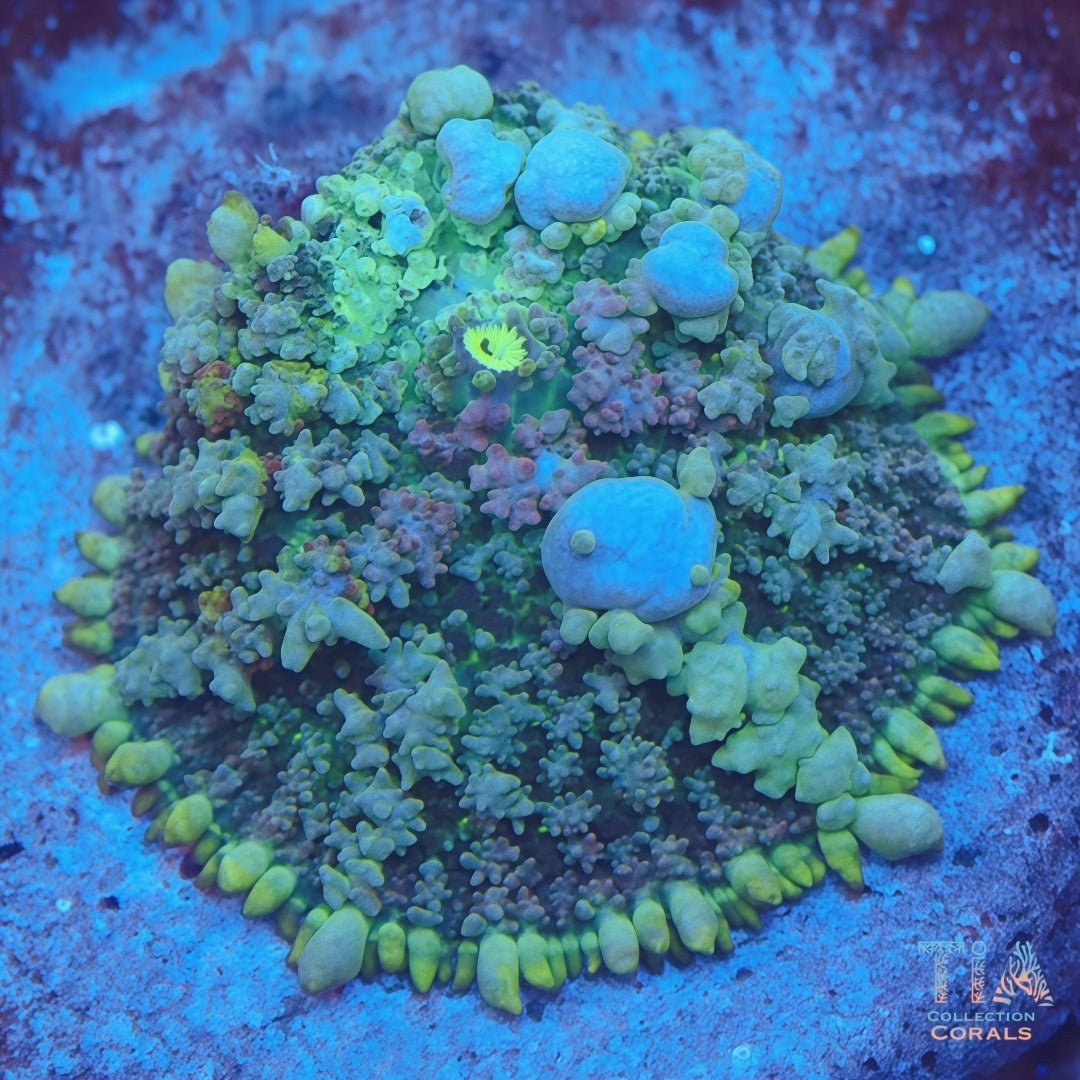 TIA Snow White Bounce Mushroom