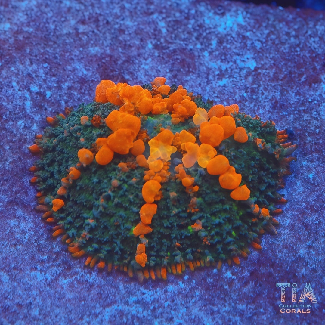 Reef Koi Bounce Mushroom