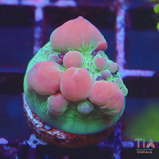 WWC Cosmic Bounce Chalice