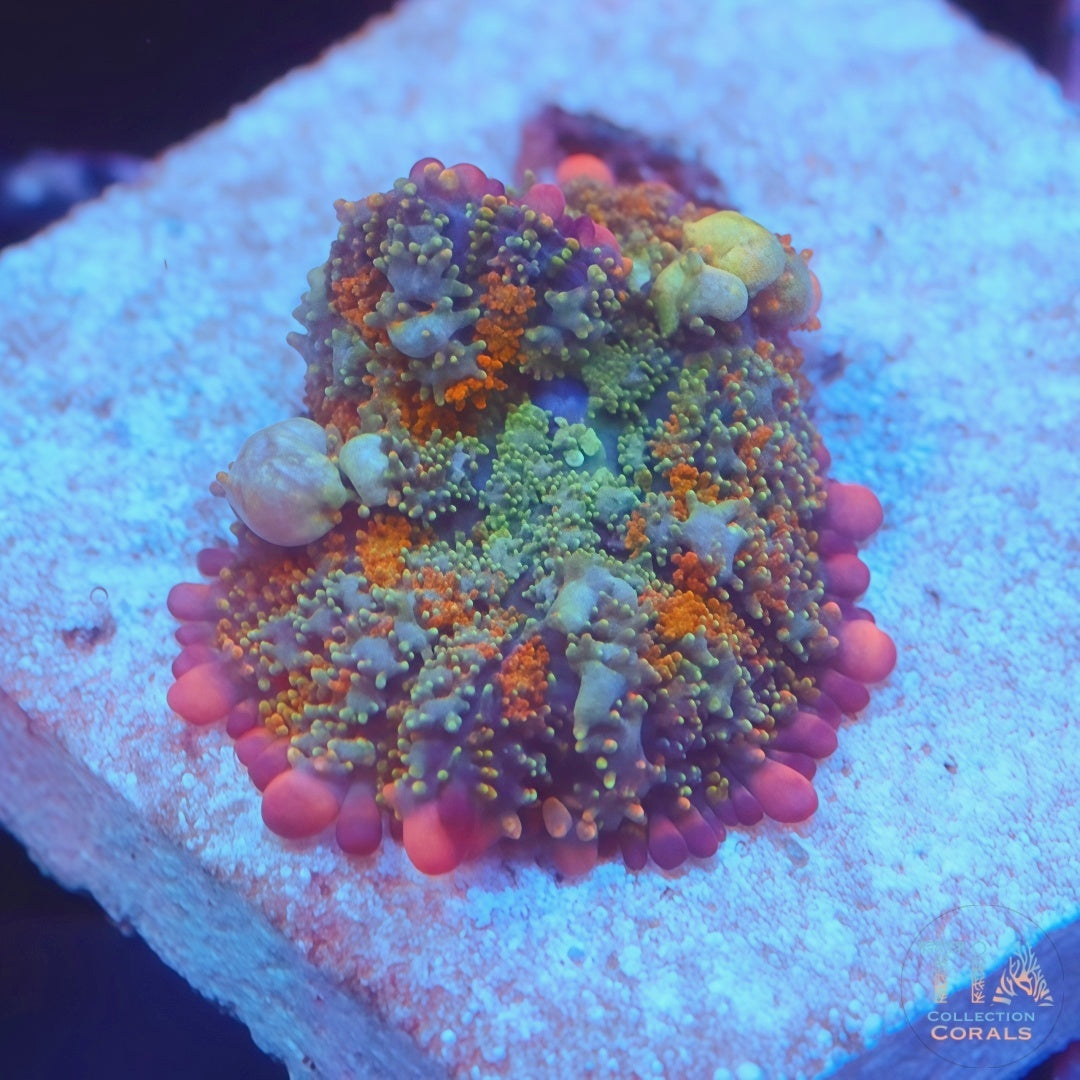 OT 7 Bounce Mushroom