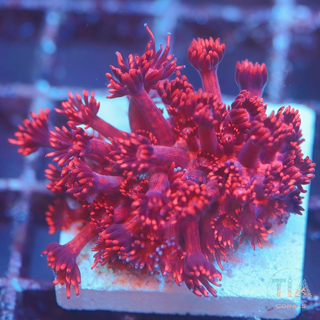 TIA Ruby Red Goni Mini Colony